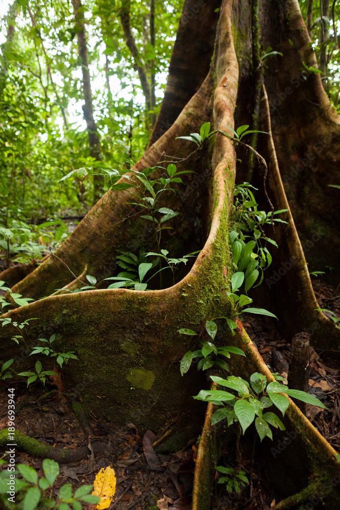 Buttress tree roots in rainforest Borneo Malaysia Buttress tree roots in rainforest Borneo Malaysia