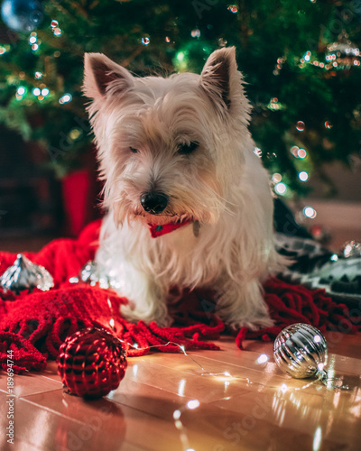 Westie at christmas