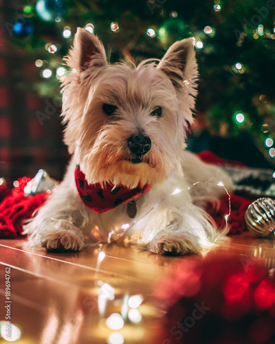 Holdiay Puppy
