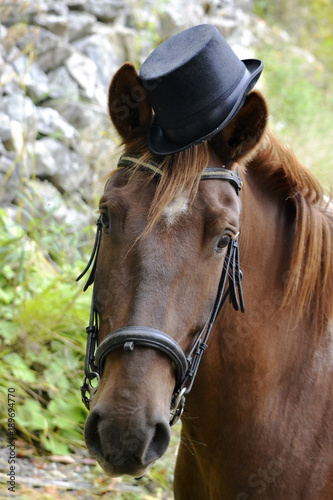 Horse with a Hat