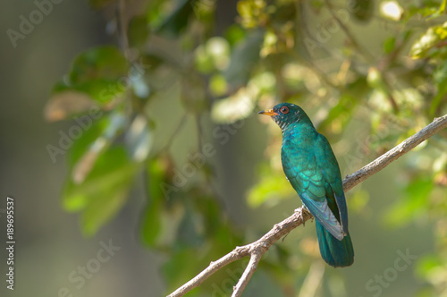 Asian Emerald Cuckoo; Chrysococcyx maculatus.