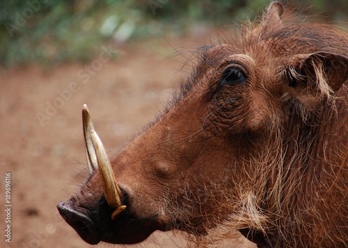 warthog close up