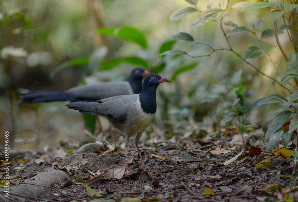 Coral-billed Ground Cuckoo Coral-billed Ground Cuckoo