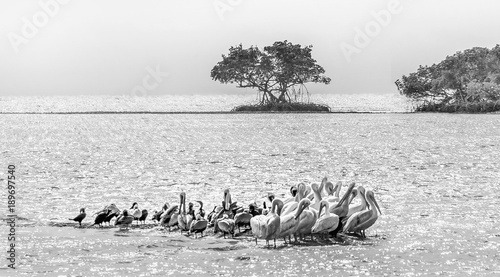 white pelicans everglades florida