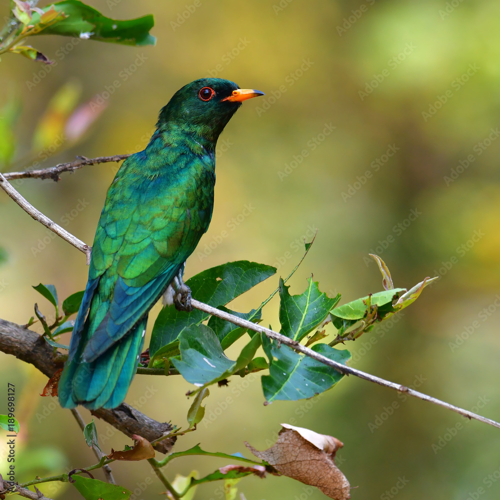 Obraz premium Asian Emerald Cuckoo bird