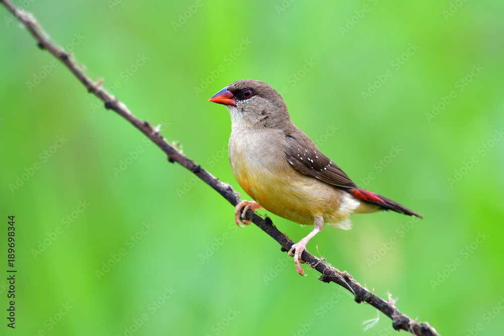 Red avadavat bird