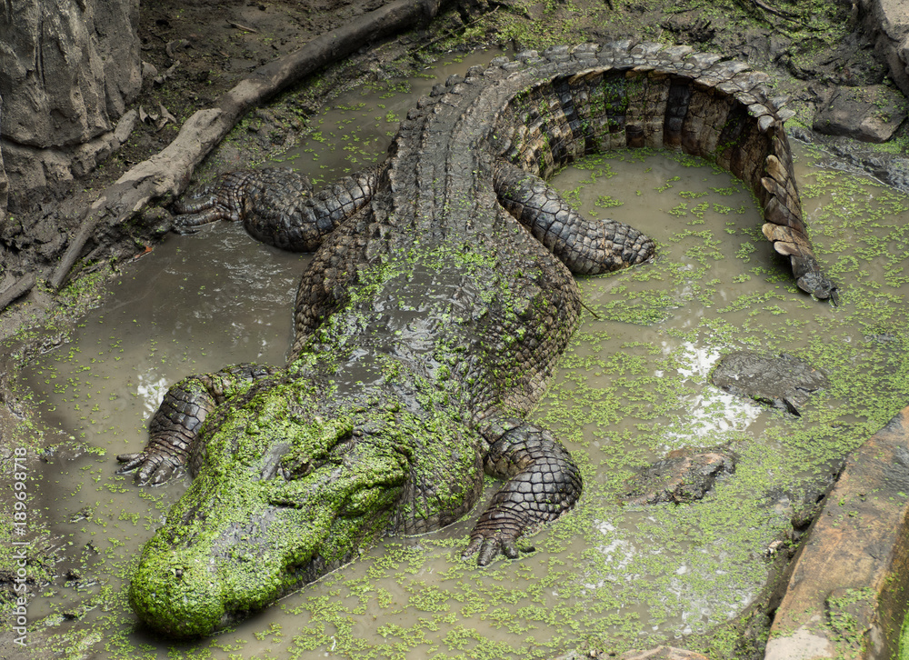 Crocodile saltwater Thailand Crocodile saltwater Thailand