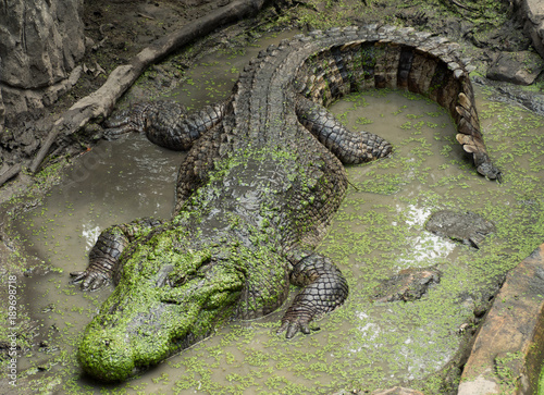 Crocodile saltwater Thailand