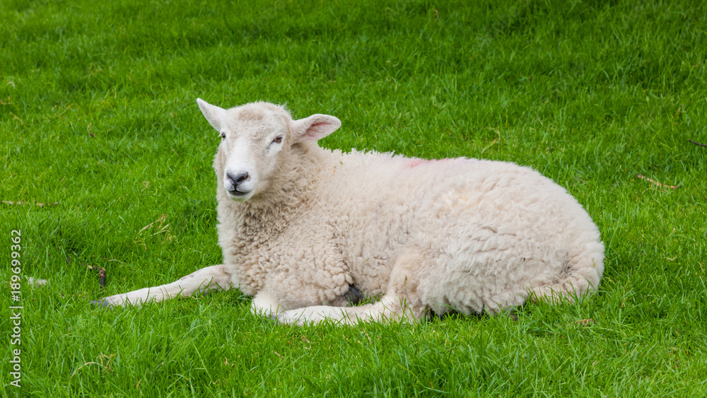 A Sheep in the Yorkshire Dales. A Sheep in the Yorkshire Dales.