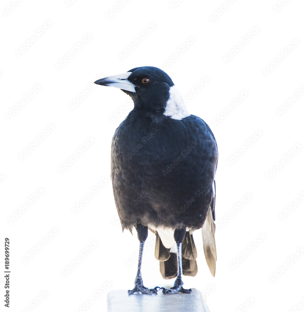 Fototapeta premium Magpie against white background