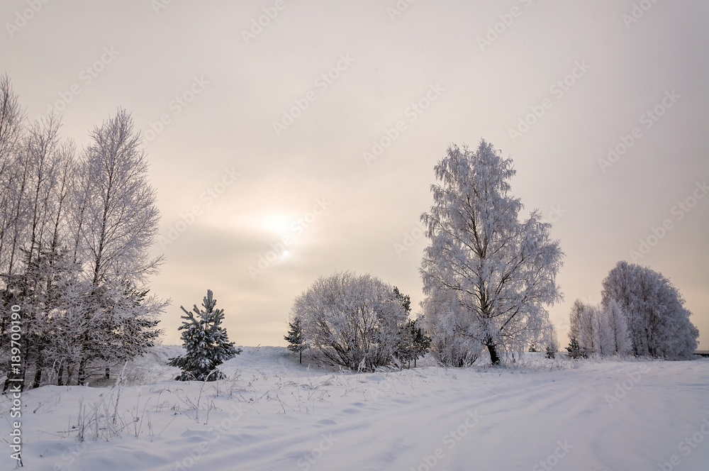 Panorama of snow covered birch trees near the snowy field.