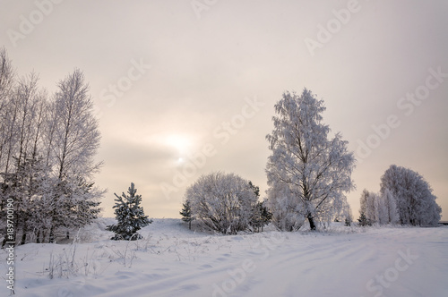 Panorama of snow covered birch trees near the snowy field.