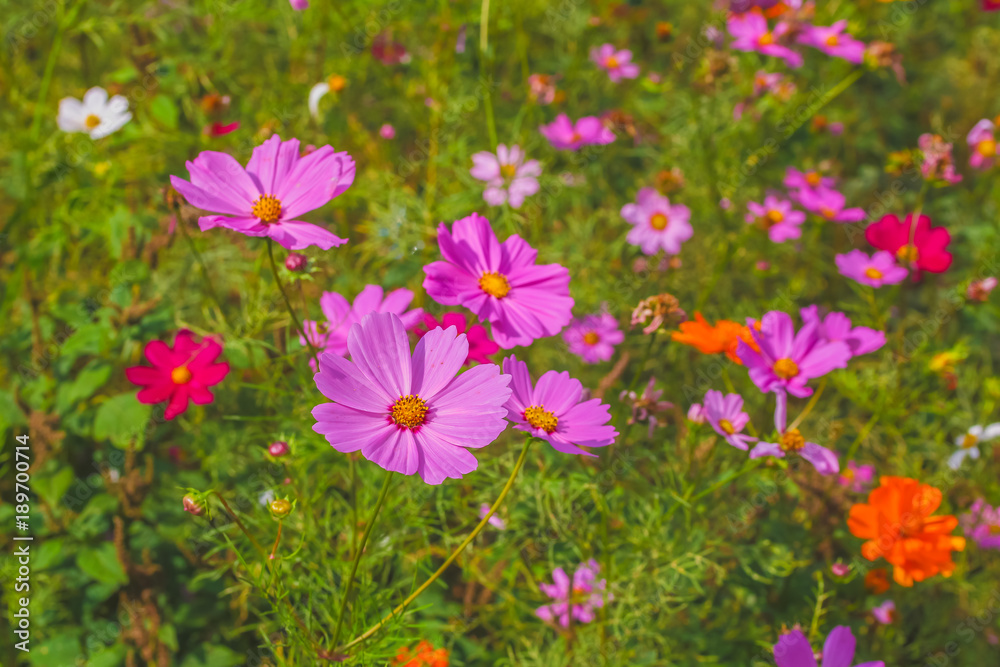 Beautiful cosmos flower in the garden.