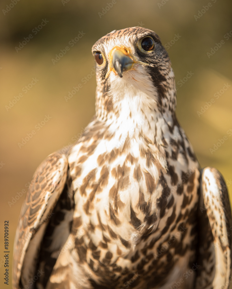 hawk is looking at you hawk is looking at you