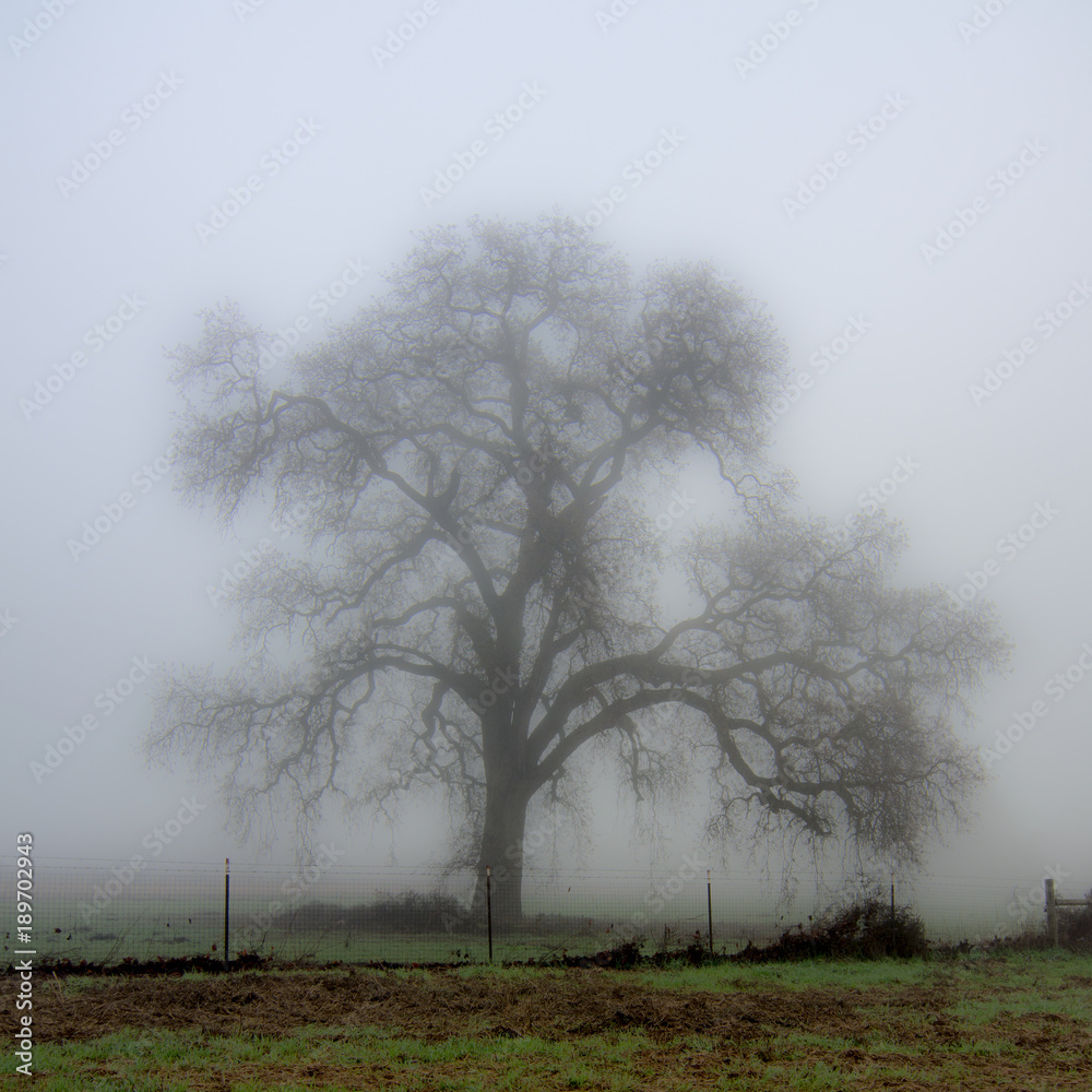 Oak tree, Quercus californicus, in the winter fog in Davis, California, USA Oak tree, Quercus californicus, in the winter fog in Davis, California, USA