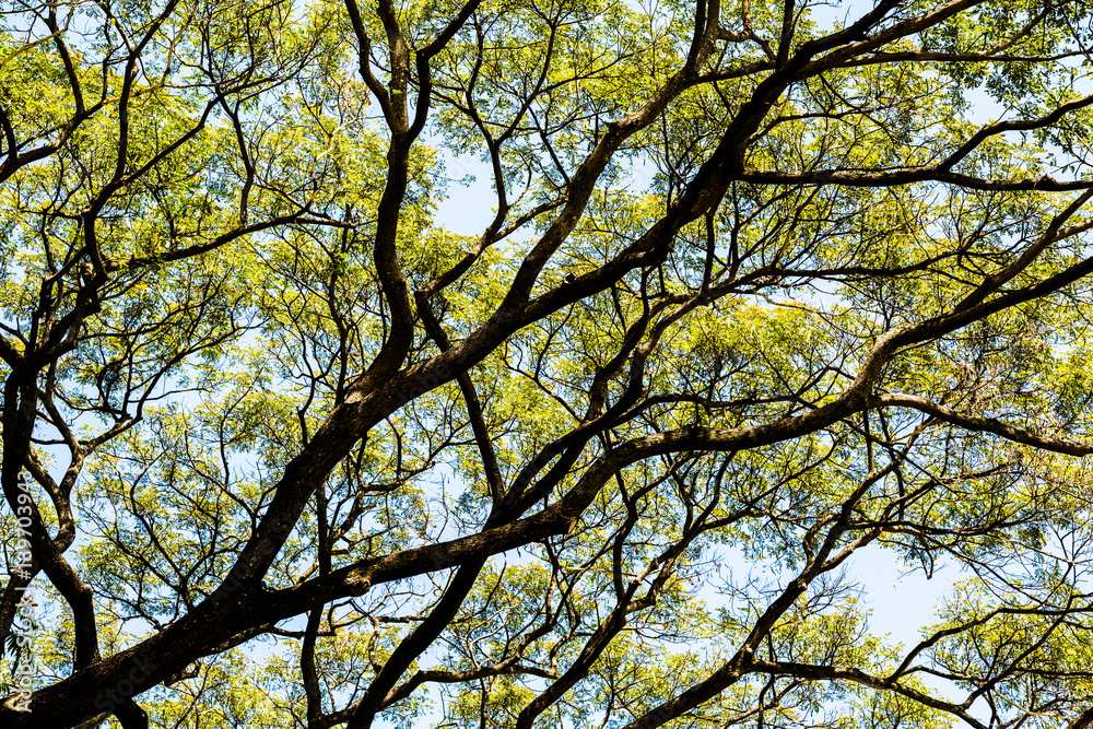 Tree branch and leaves silhouette against white background. Tree branch and leaves silhouette against white background.