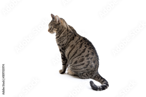 Fototapeta Naklejka Na Ścianę i Meble -  Tabby Cat Profile