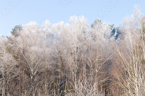 The trees in the forest with hoar-frost close-up on a frosty morning
