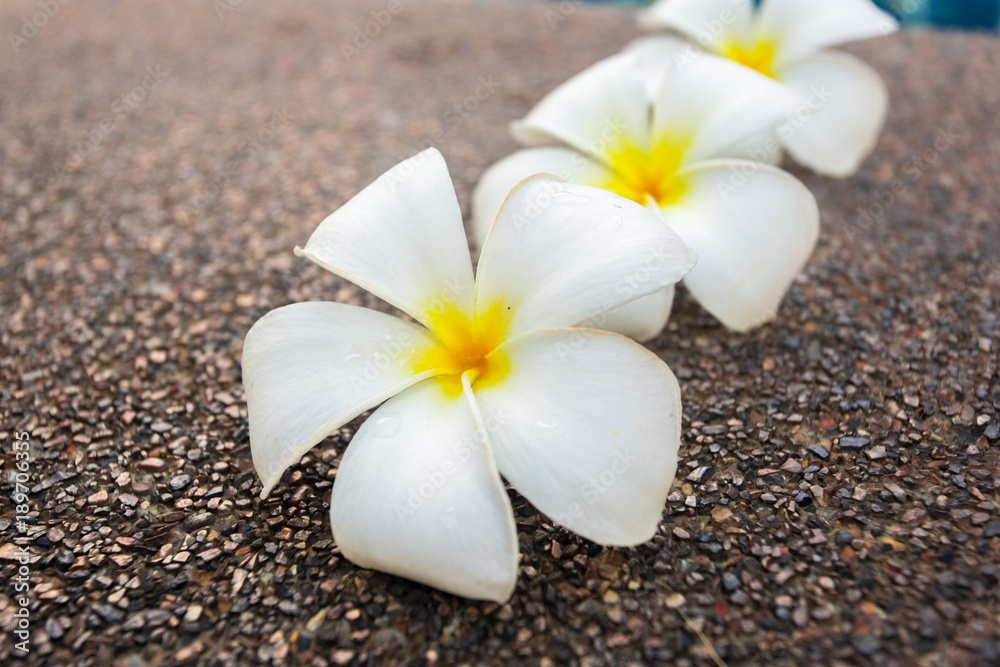 Frangipani flowers close up shot