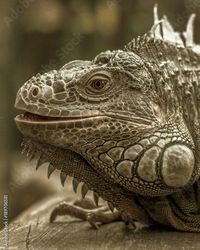 Lovely Iguana close-up face image 