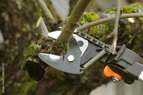 gardener pruning old tree with pruning shears