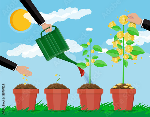 Growing money tree. Stages of growing.