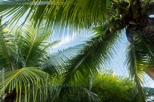 palm leaves in the park