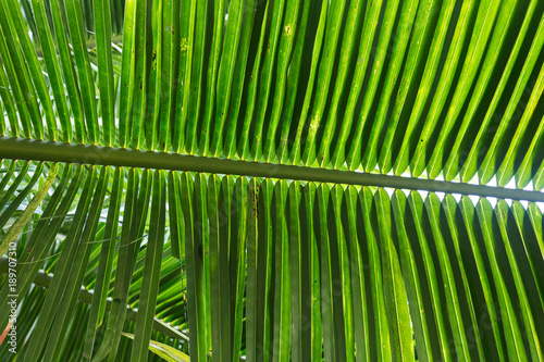 palm leaves in the park