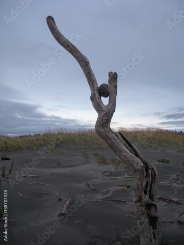 How long has this root turn driftwood been holding onto that rock?