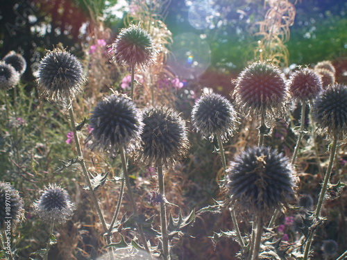 Alliums basking in the midday glow.