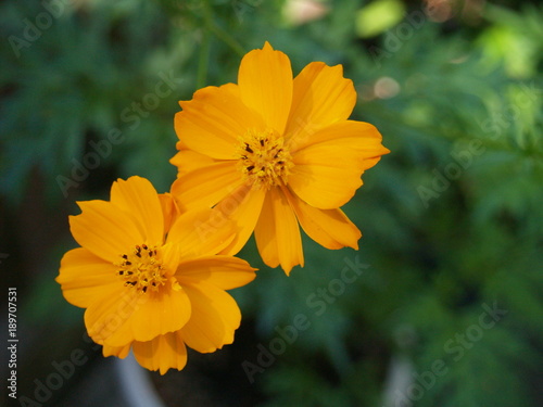 Stunning orange Comos