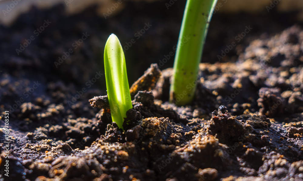 growing little green sprouts of young plants growing little green sprouts of young plants