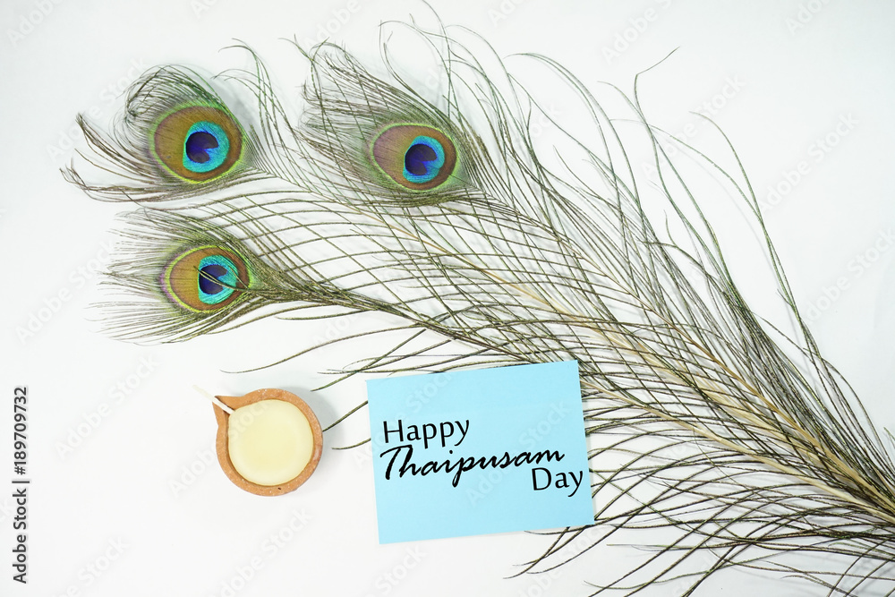 Obraz premium Top or flat lay view of a peacock feathers on a white background with a words HAPPY THAIPUSAM DAY. Celebrate by a hindu religions. A religions conceptual.