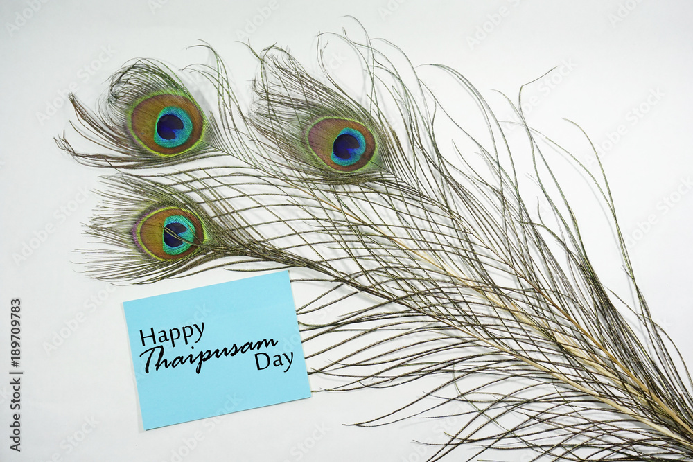 Obraz premium Top or flat lay view of a peacock feathers on a white background with a words HAPPY THAIPUSAM DAY. Celebrate by a hindu religions. A religions conceptual.