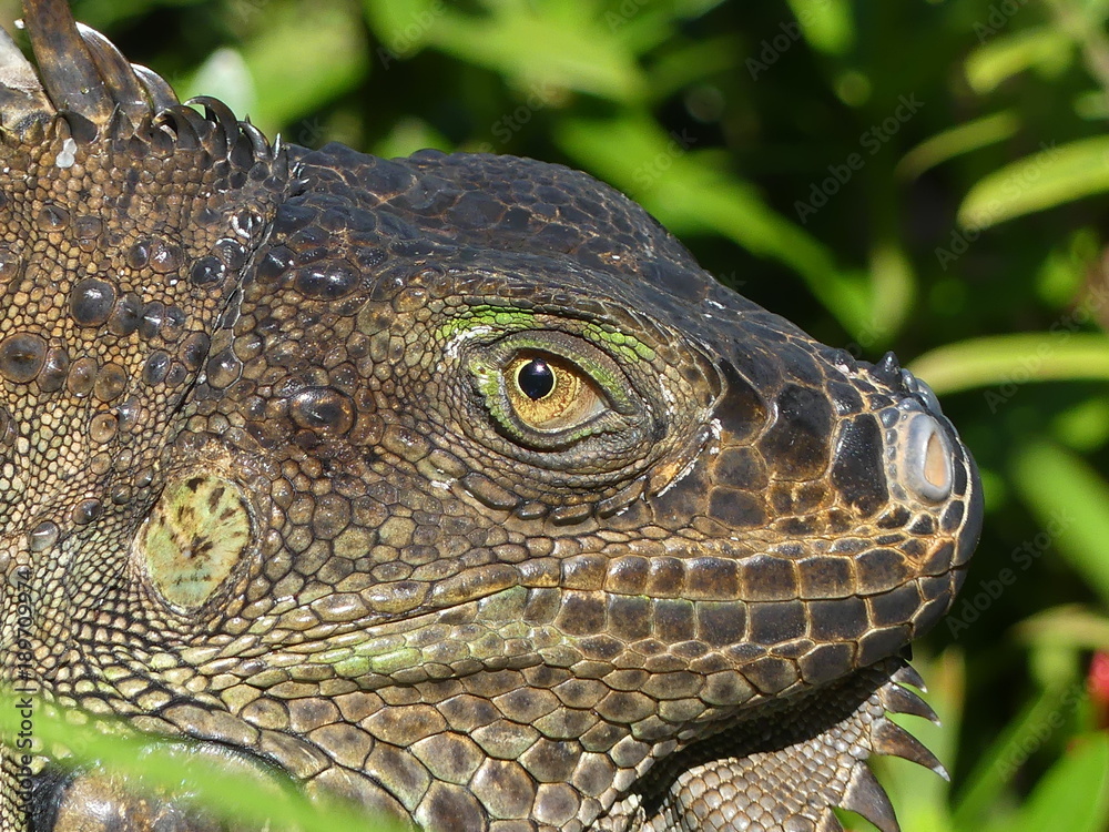 Obraz premium iguane vert