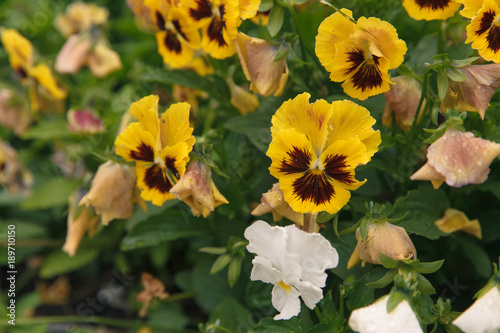 Yellow/Brown Pansy flower with yellow and brownish leafs in garden