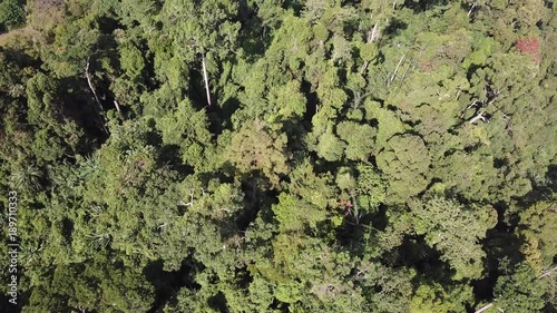 Wallpaper Mural Rainforest. Aerial forest landscape Torontodigital.ca
