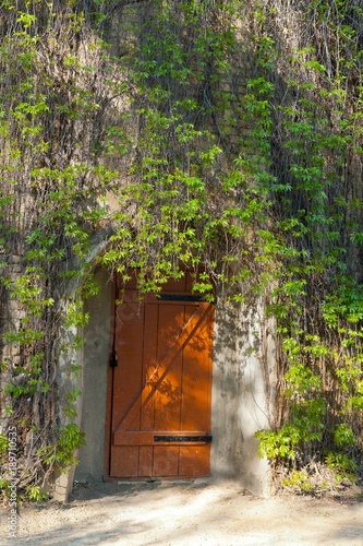 Door in an old brick building, covered with ivy. Shot made in reservation Askania Nova, Ukraine