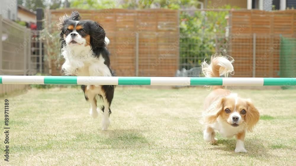 Dogs challenging the jump bar (Cavalier King Charles Spaniel and Mixed Breed) Dogs challenging the jump bar (Cavalier King Charles Spaniel and Mixed Breed)