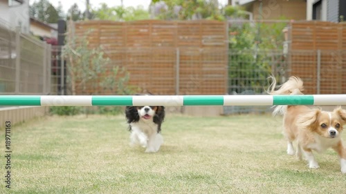 Dogs challenging the jump bar (Cavalier King Charles Spaniel and Mixed Breed)