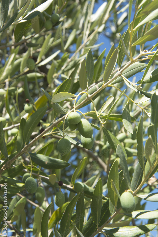 Olives growing on a tree in Tuscany, Italy Olives growing on a tree in Tuscany, Italy