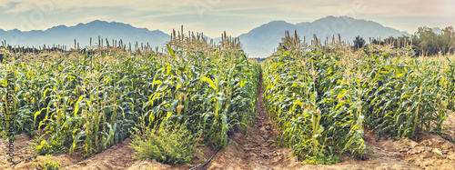 Field with ripening corn in the Negev desert, Israel. The photo was taken in the area of advanced agriculture near a border between Eilat and Aqaba cities 