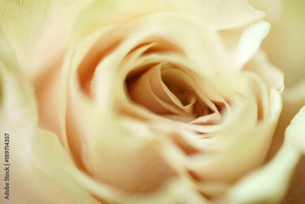 rose flower closeup rose flower closeup