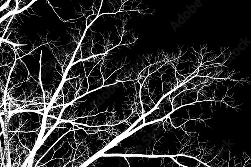 Naked tree branches on a black background