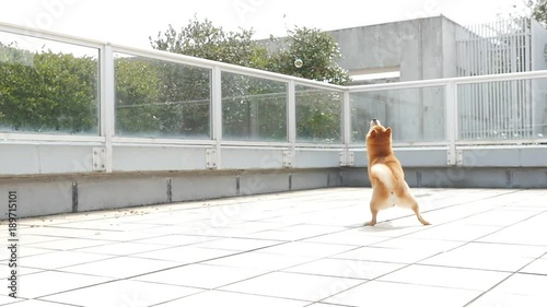 Dog playing outside (Shiba Inu)