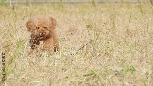 Take the dog for a walk (Toy Poodle)