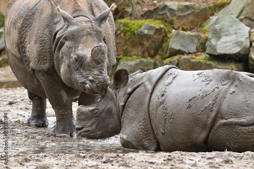 Indian rhinoceros mother with a baby in the beautiful nature looking habitat. One horned rhino. Endangered species. The biggest kind of rhinoceros on the earth.