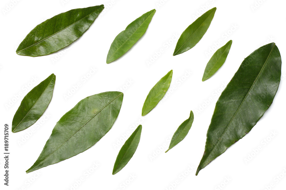 citrus leaves isolated on white background top view