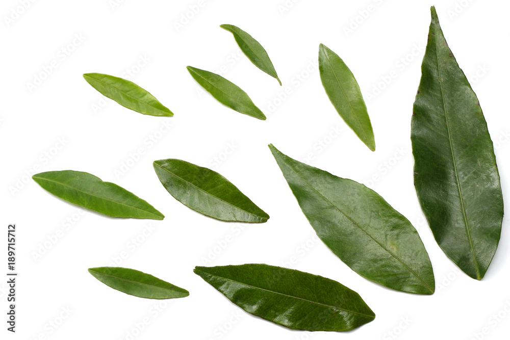 citrus leaves isolated on white background top view