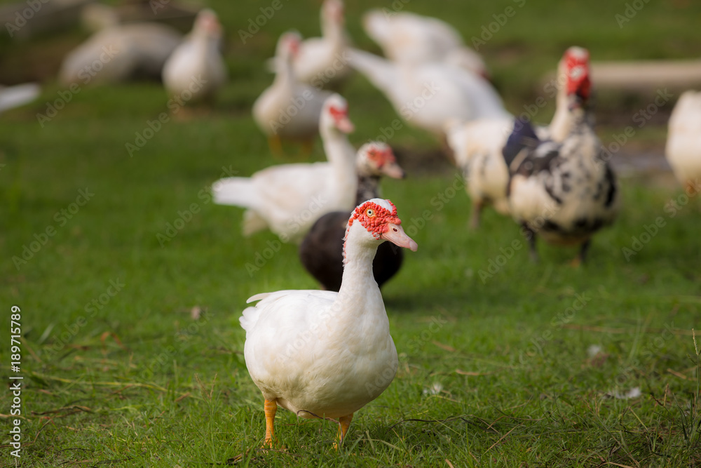 Muscovy ducks roaming on the grass in Organic Farm in Thailand. Beautiful male Muscovy duck. Close up. Muscovy ducks roaming on the grass in Organic Farm in Thailand. Beautiful male Muscovy duck. Close up.